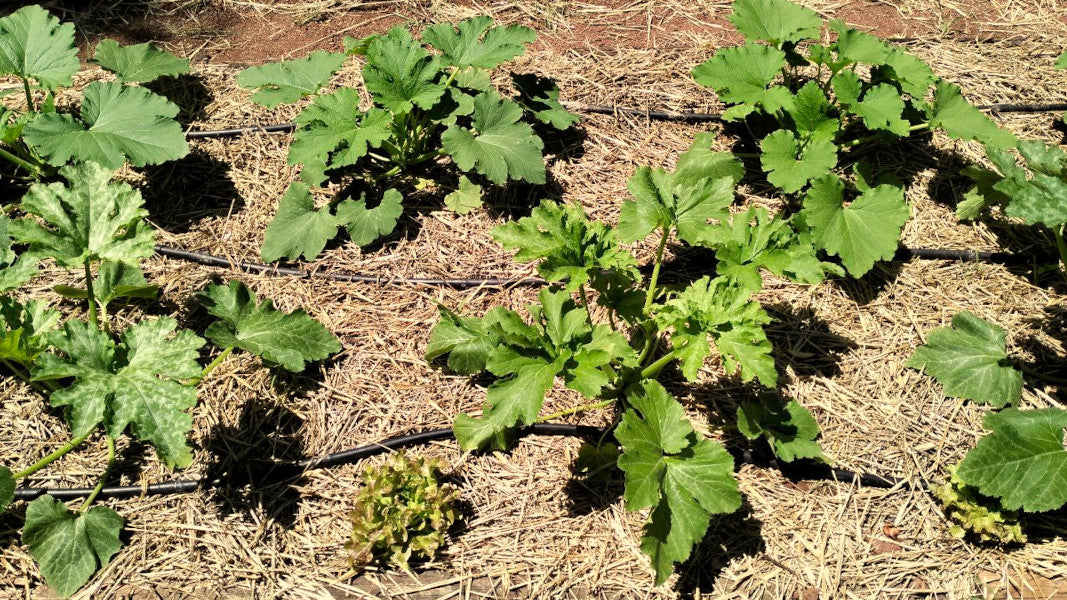 Mulch - Wasser sparen und Wachstum frdern  Benjis Seeds