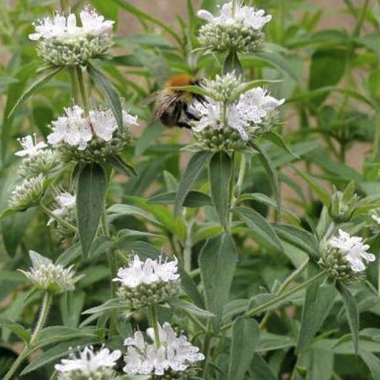 Amerikanische Bergminze - Pycnanthemum pilosum