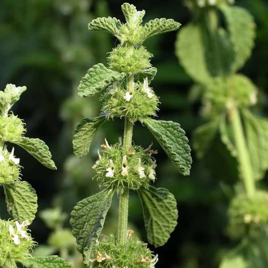 Gewöhnlicher Andorn - Marrubium vulgare seed plant for home garden