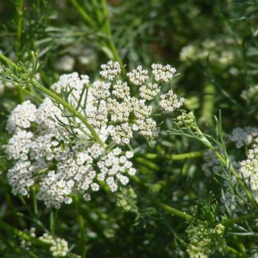 Anis seed plant with white flowers in garden setting