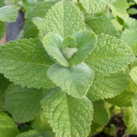 Apfel-Minze seedling with textured green leaves