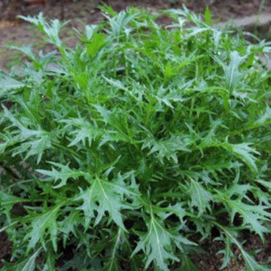 Mizuna Asian salad seedling for home gardening