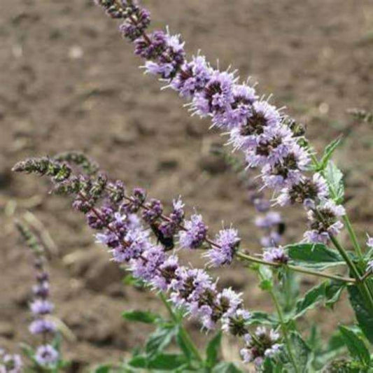 Purple flowering Asiatic Minze Jing Jie plant in garden soil