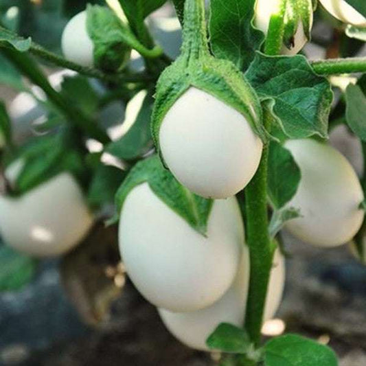Aubergine Blanche Ronde à Œuf Früchte – samenfeste weiße Auberginensorte Samen
