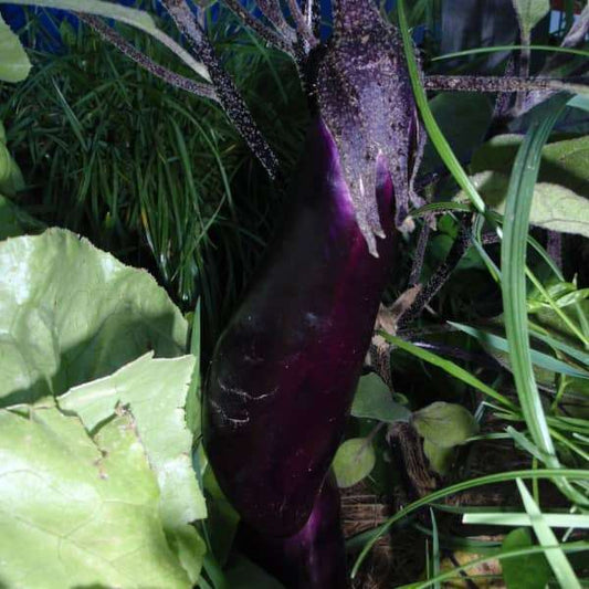 <tc>'Blaukönigin' Eggplant - Solanum melongena</tc>