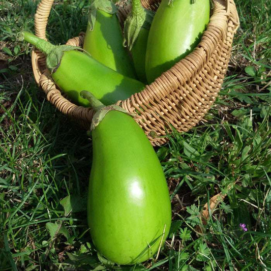 Aubergine 'Little Green' in basket on grass