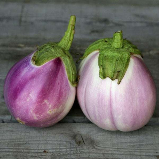 Aubergine Rotonda Bianca Sfumata di Rosa Früchte – samenfeste historische Sorte