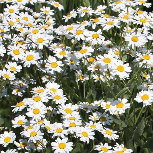 Balsamkraut - Marienkraut - Tanacetum balsamita