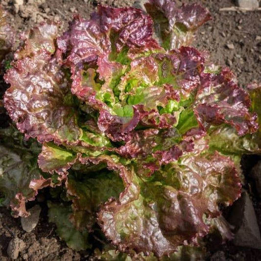 Red and green Bataviasalat 'Amerikanischer Brauner' seedling in soil