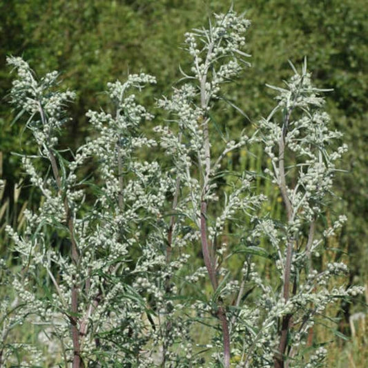 Echter Beifuß - Artemisia vulgaris