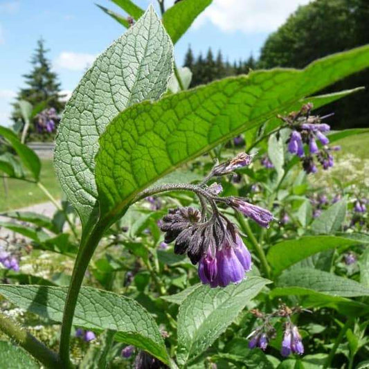 Echter Beinwell, Symphytum officinale Samen – robust mit violett‑weißen Blüten