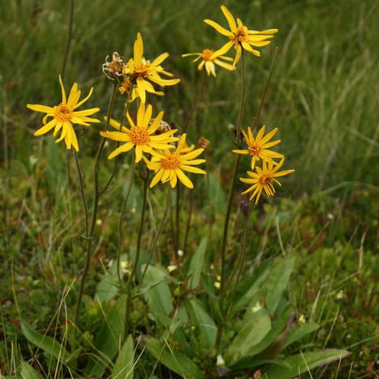 Echte Arnika - Berg Arnika - Arnica montana