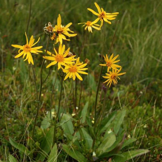 Echte Arnika - Berg Arnika - Arnica montana