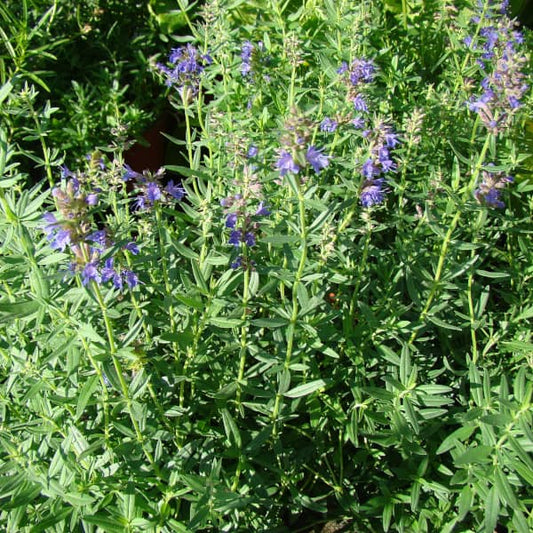 Echter Ysop - Blauer Ysop - Hyssopus officinalis