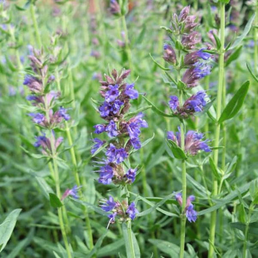 Echter Ysop - Blauer Ysop - Hyssopus officinalis