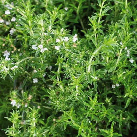 Herb plant with small white flowers and green leaves for seed cultivation