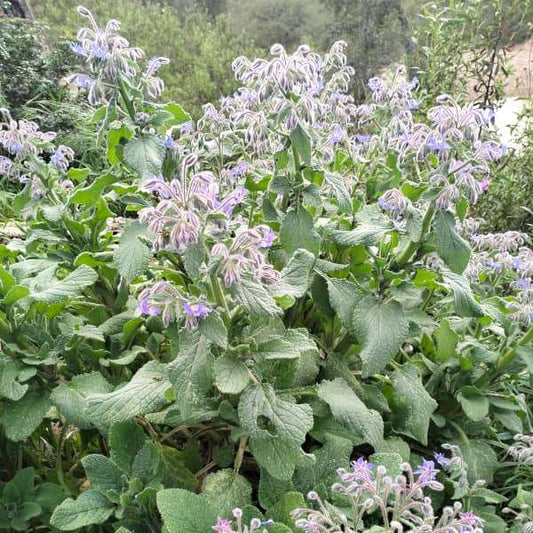 Borretsch plant with purple-blue flowers and green leaves in garden