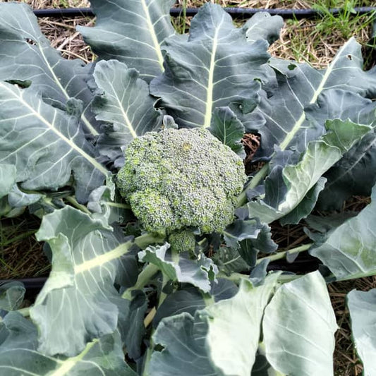 Brokkoli 'Calabrese Natalino' - Brassica oleracea var. italica