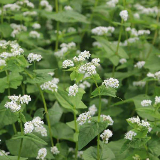 Buchweizen Echter Pflanze – samenfeste Pseudogetreide Samen