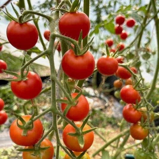 Cherry-Tomate 'Zuckertraube' - Solanum lycopersicum