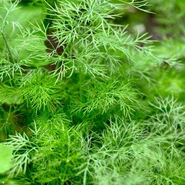 Dill - Anethum graveolens