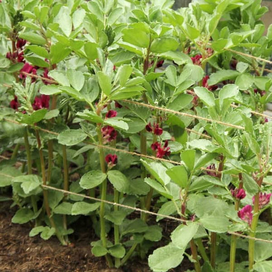 Dicke Bohne 'Crimsonia' - 'Karmesin' - Vicia faba