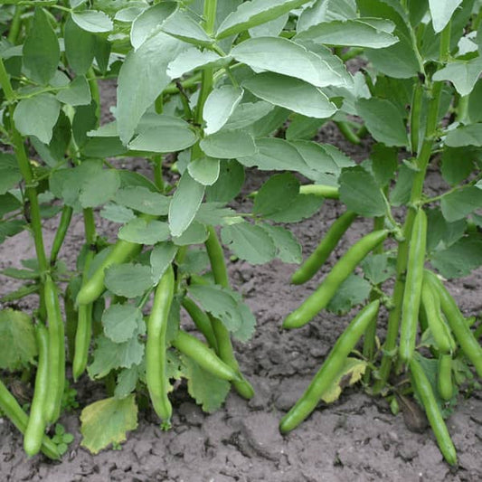 Dicke Bohne - Puffbohne 'Hangdown Grünkernig' - Vicia faba