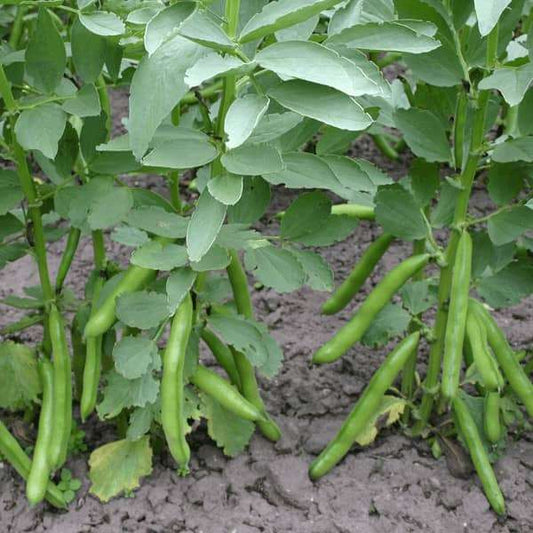 Dicke Bohne - Puffbohne 'Hangdown Grünkernig' - Vicia faba