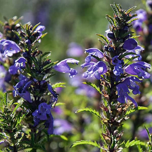 Drachenkopf - Türkische Melisse - Dracocephalum moldavicum