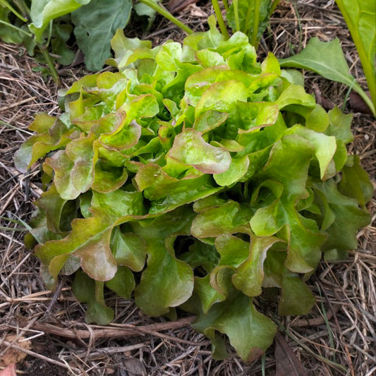 Eichblattsalat 'Bijella Verão' - Lactuca sativa L. var. crispa