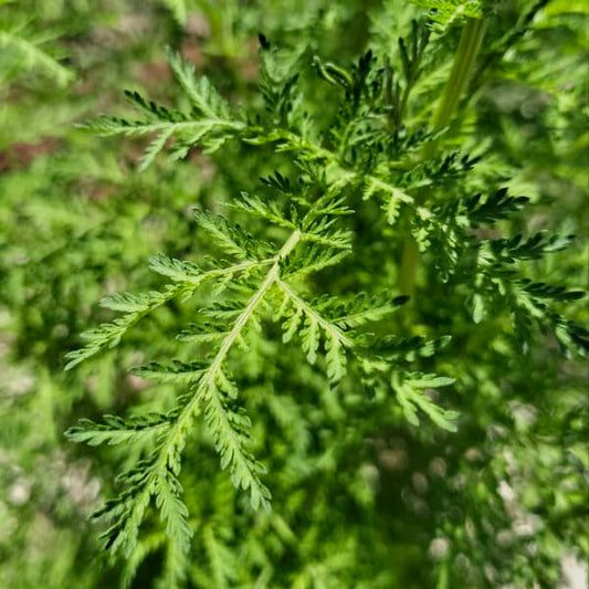 Einjähriger Beifuß - Artemisia annua