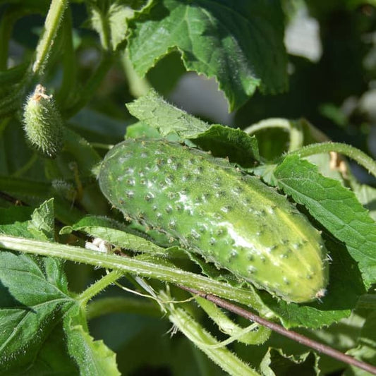 Einlegegurke 'Vorgebirgstrauben' - Cucumis sativus