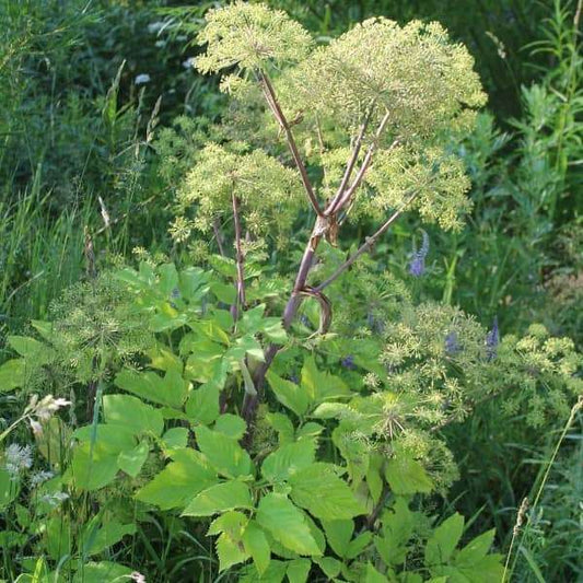 Engelwurz seed plant in garden
