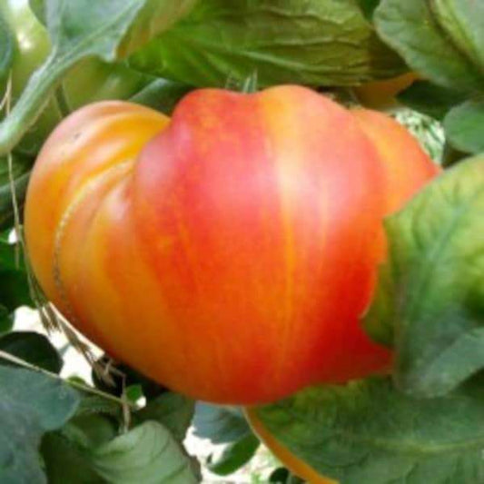 Fleischtomate 'Ananas' - Solanum lycopersicum