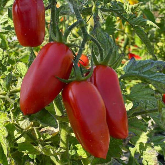 Roma-Tomate 'San Marzano' seeds for home gardening