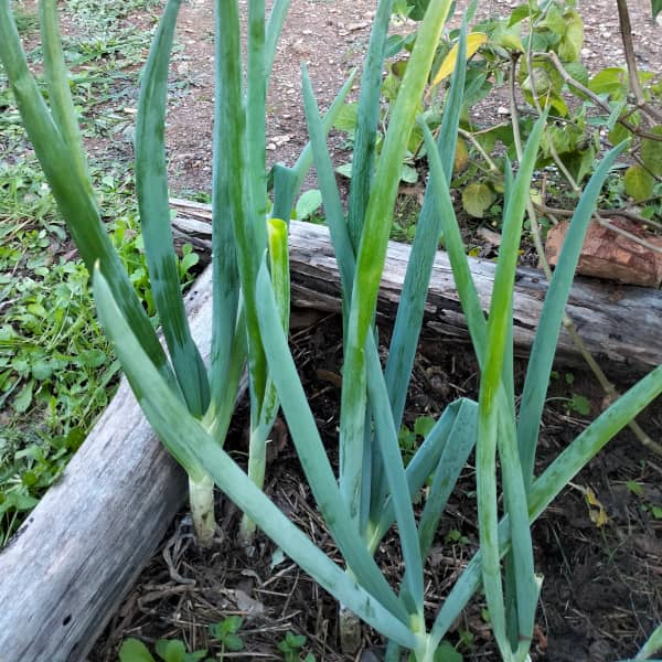 Long white spring onion Ishikura [Allium fistousosum]