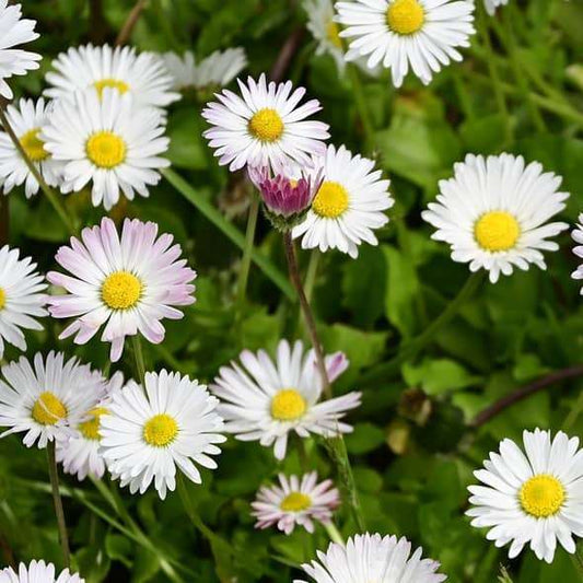 Wild daisies in garden