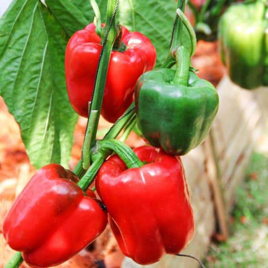 Red and green Gemüsepaprika 'Yolo Wonder' on plant