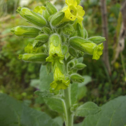 Indianertabak 'Santo Domingo Ceremonial' - Nicotiana rustica