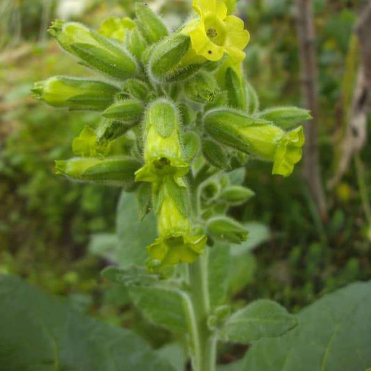 Indianertabak Santo Domingo Ceremonial seed plant in garden