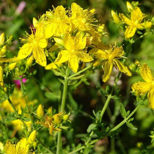 Johanniskraut Echtes Pflanze blühend – samenfeste Heilpflanze Samen
