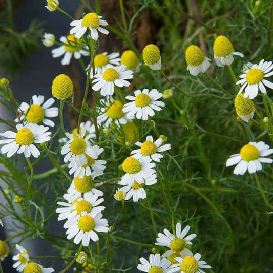 Kamille Pflanze mit Blüten – samenfeste Heilpflanze Samen