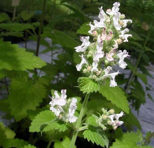 Nepeta cataria seeds in a garden setting