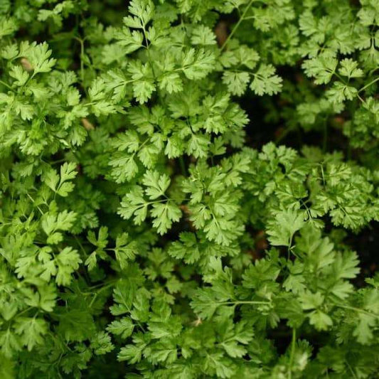Echter Kerbel - Anthriscus cerefolium, feines Würzkraut mit gefiederten Blättern, ideal für Salate und Suppen
