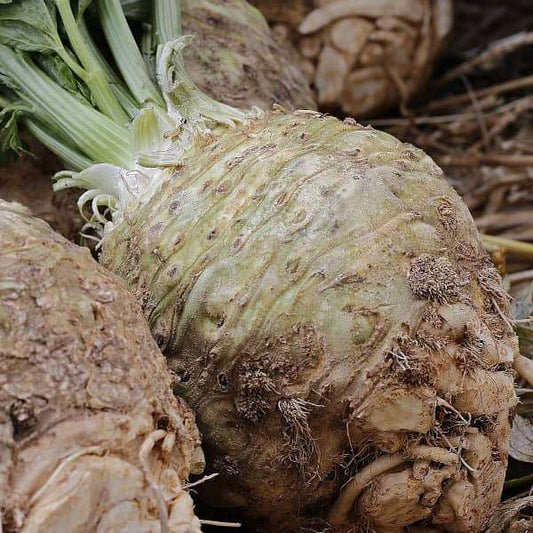 Knollensellerie 'Monarch' root vegetable in soil