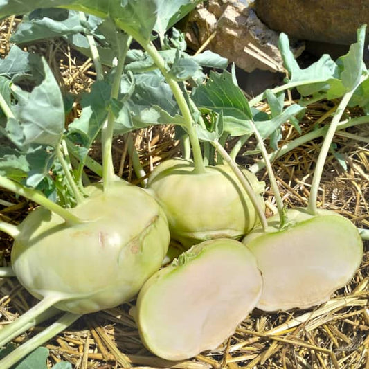 Kohlrabi 'Lanro' - Brassica oleracea var. gongylodes