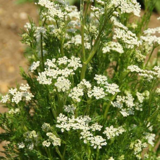 Echter Kümmel seeds plant with white flowers in garden