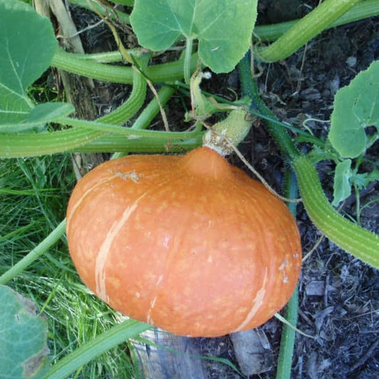 Kürbis Hokkaido 'Red Kuri' - Cucurbita maxima