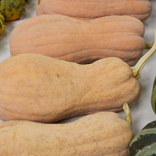 Kürbis 'Violina' - Cucurbita moschata in beige-orange color, elongated shape, suitable for home garden planting