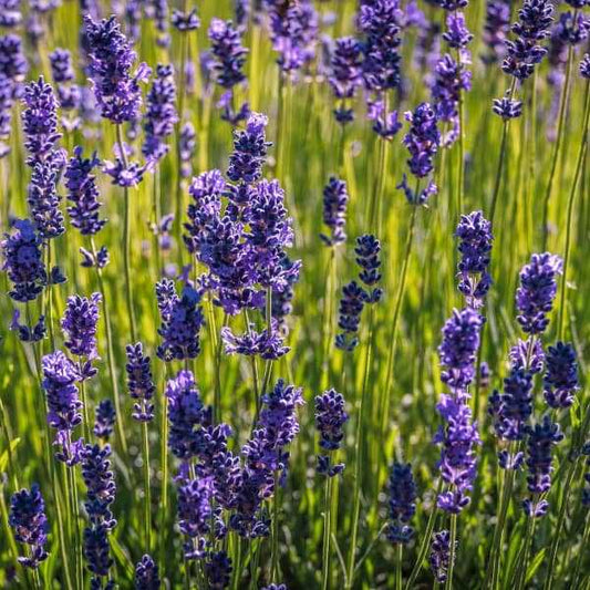 Echter Lavendel - Lavandula angustifolia